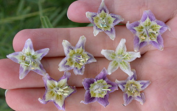 Researchers found extensive color variation in this single flower species in Bolivia.