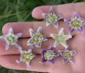 Researchers found extensive color variation in this single flower species in Bolivia.