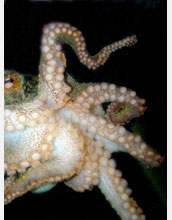Suction cups on the underside of the legs of an unidentified species of octopus