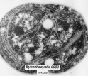 cyanobacteruim Synechocystis 6803