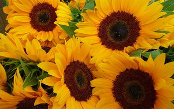 Close-up view of a sunflower crop
