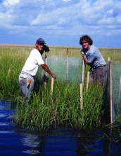 Salt marshes