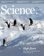 Bar-headed geese flying above the Tibetan Plateau.