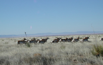 A herd of pronghorn antelope running through grass.