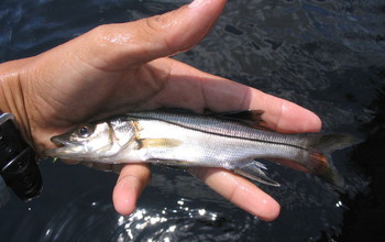 an Everglades common snook, less than a year old.