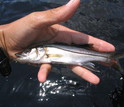 Image of an Everglades common snook, less than a year old.