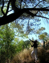 Trees account for some 30 percent of Los Angeles' water loss to the atmosphere.