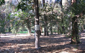 The scientists modeled transpiration using sap flow sensors installed on trees in L.A.