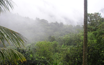 Dawn mist covers NSF's Luquillo Critical Zone Observatory and Long-Term Ecological Research sites.