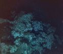 In the Pacific's depths, certain deep-sea corals seem to be withstanding ocean acidification.
