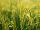 Rice field with an inset image of the blast fungus Magnaporthe oryzae.