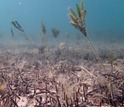 Years after a 2011 heat wave, a once-lush seagrass bed still struggles to recover.