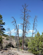 Ponderosa pines in Bandelier National Monument, New Mexico; the area has endured many droughts.