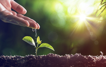 Seedling being watered