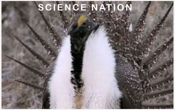 a sage grouse and the words Science Nation