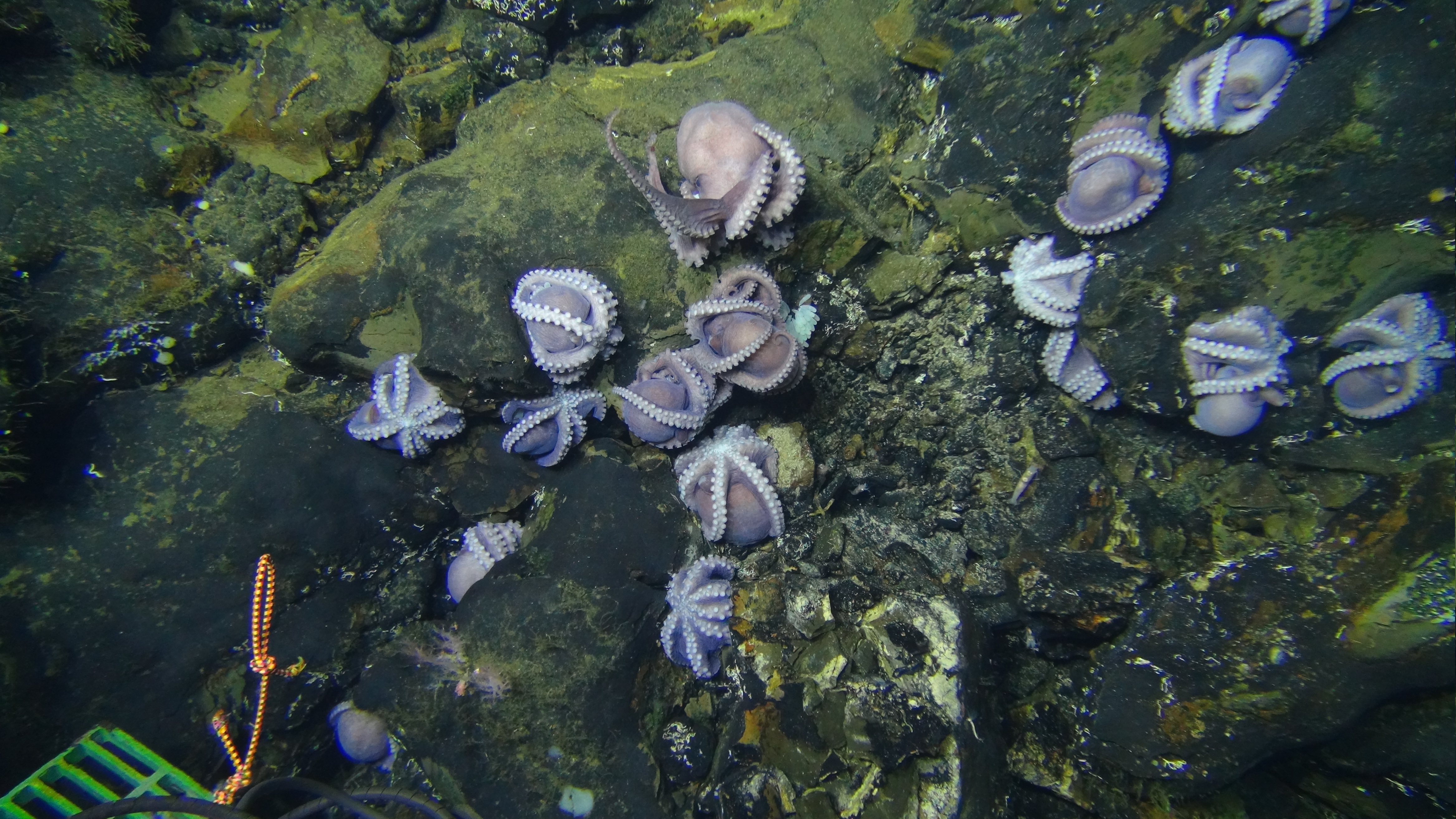 Brooding mothers of new octopus species.