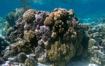 Multimedia Gallery - Patch reefs in the lagoon at Moorea showing ...