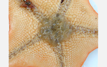 A close-up of an everted stomach of a bat star (<em>Patiria miniata</em>)