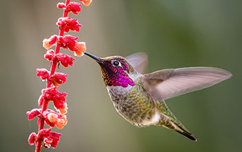 Hummingbirds may struggle to avoid climate change