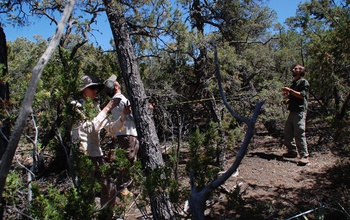 Scientists Abigail Swann, Dave Minor and Juan Villegas measure live and dead trees in New Mexico.