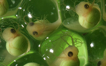 Three-day-old embryos of red-eyed treefrog species <em>Agalychnis callidryas</em>