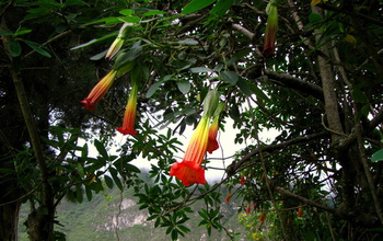 The flowers of <em>Brugmansia sanguinea</em> are a vibrant blood-red, hence the plant's name.