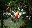 The flowers of <em>Brugmansia sanguinea</em> are a vibrant blood-red, hence the plant's name.