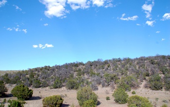 Dead pinyon pine trees, a result of drought and beetles, near Mountainair, New Mexico.