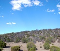 Dead pinyon pine trees, a result of drought and beetles, near Mountainair, New Mexico.