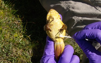 yellow-legged frog being held to take a  swab sample