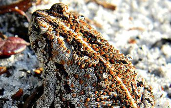 An oak toad sunbathing in dew