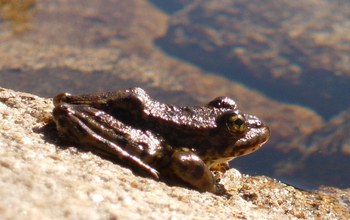 A Sierra Nevada yellow-legged frog sitting on a rock