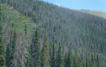 Dead trees west of Denver, Colorado, killed by a combination of drought and beetle infestations.