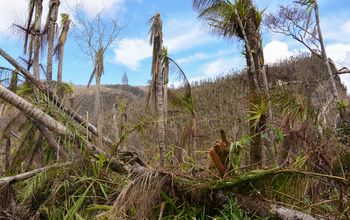 Tropical forest after being damaged by Hurricane Maria.
