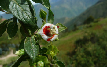 The flowers of the <em>Jaltomata</em> plant are awash in red nectar at the bases of their flowers.