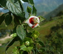 The flowers of the <em>Jaltomata</em> plant are awash in red nectar at the bases of their flowers.