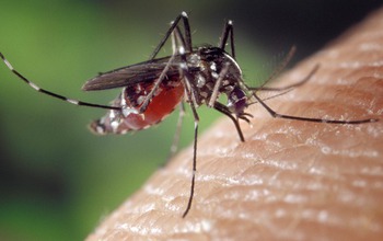 Aedes albopictus, also known as the Asian tiger mosquito