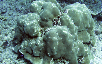 Porites coral with keyhole-shaped openings