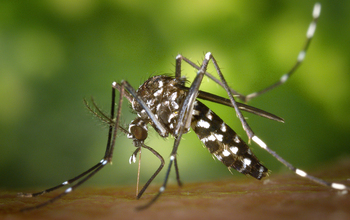 One Zika-carrying mosquito, Aedes albopictus, the Asian tiger mosquito, ranges farther north.