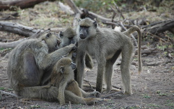 Members of a baboon group in Amboseli relax and groom together