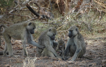 Two adult female baboons and an infant rest in the shade while a third female approaches.