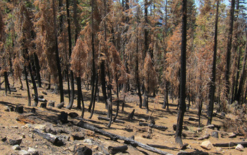 A thinned mixed-conifer forest one year after a high-intensity fire in the Tahoe National Forest.
