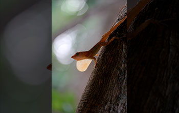 Male Jamaican gray lizard displaying its colorful throat fan