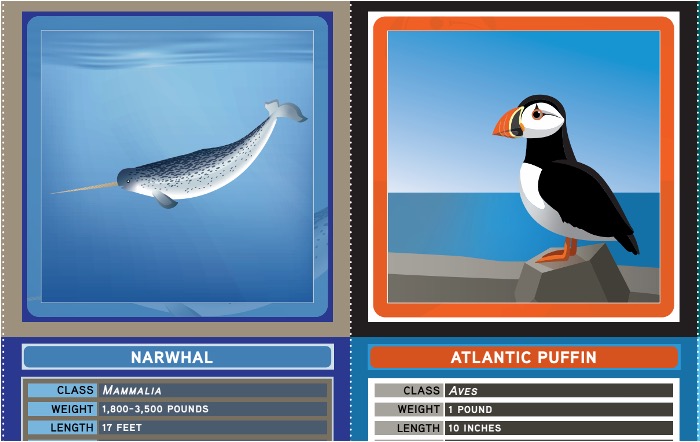 Illustrated narwal and puffin