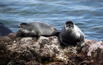 Two seals in Russia's Lake Baikal