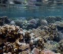 Coral reefs under water