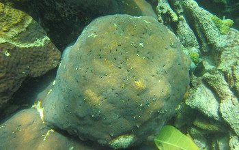 borings made by bivalves on a coral