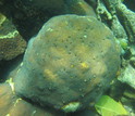 borings made by bivalves on a coral