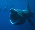 The basking shark with an open mouth