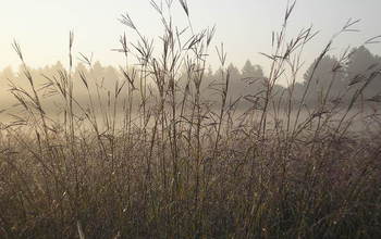 mixed prairie in the U.S. Midwest.